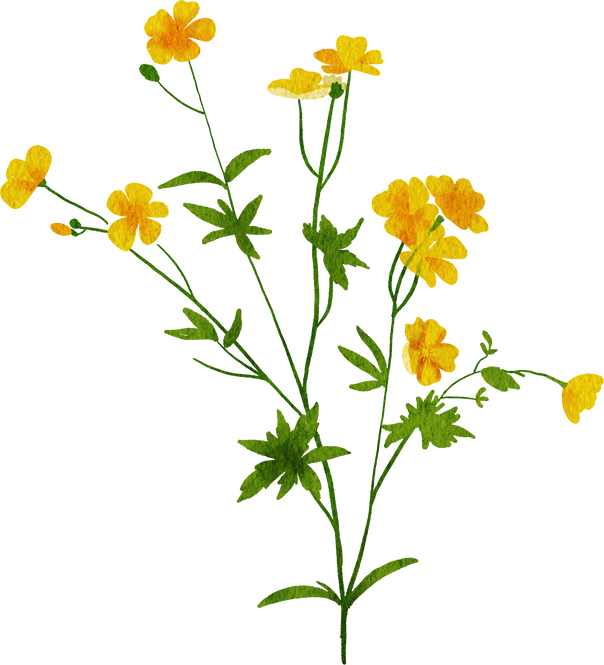 calendula herbs 